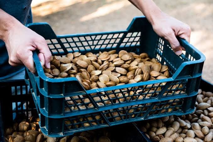 Comienza la recogida de la almendra en la provincia con una producción menor de la prevista